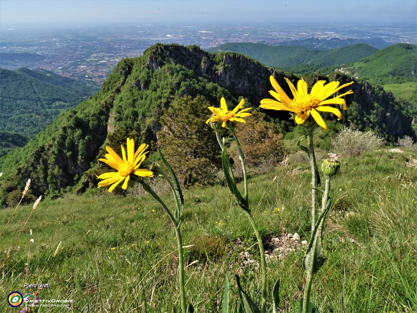 48 Senecio (Senecio) con Filaressa.JPG